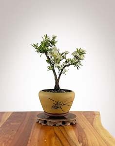 Firethorn (FT2411003)