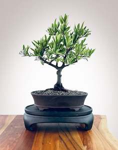 Firethorn (FT2410001)