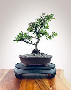 Firethorn (FT2409001)