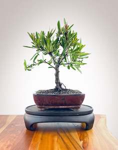 Firethorn (FT2402001)