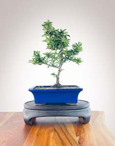 Firethorn (FT2305011)