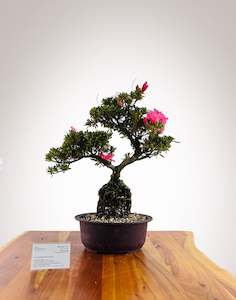 Premium Bonsai: Exposed Roots Azalea