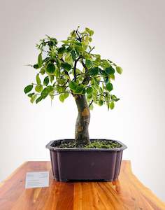 Premium Bonsai: Chinese Quince