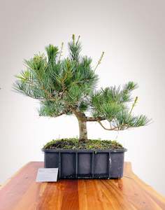 White Pine