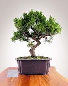 Kaizuka Juniper #2
