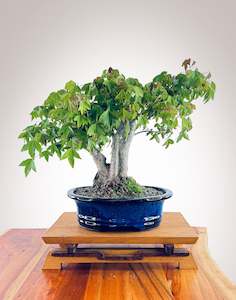 Premium Bonsai: Trident Maple 241002