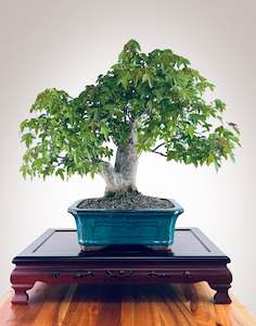 Trident Maple 2410