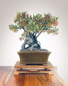 Premium Bonsai: Firethorn 24042
