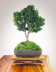CHINESE BOXWOOD