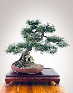 Premium Bonsai: MUGO PINE OVER ROCK