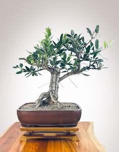 Premium Bonsai: PōHUTUKAWA #3