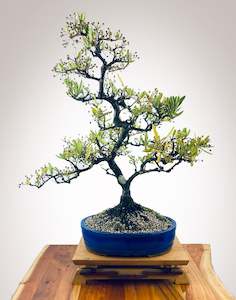Premium Bonsai: PYRACANTHA (TWISTY TRUNK)