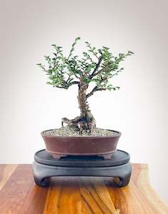 CHINESE ELM (CE2211001)