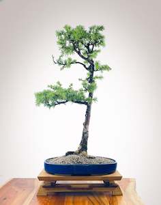 JAPANESE LARCH (JL2210002)