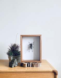 Framed Insect Art: Indonesia Grasshopper