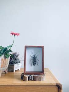 Framed Insect Art: Indonesia Longhorn Beetle
