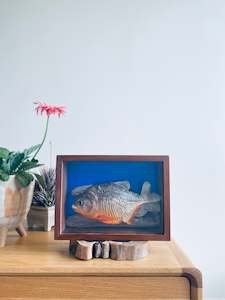 Framed Insect Art: Red Belly Piranha II