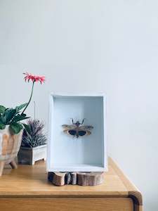 Framed Insect Art: Southeast Asian Dead Leaf Mantis II