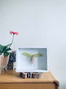 Framed Insect Art: Indonesia Giant Bush Cricket