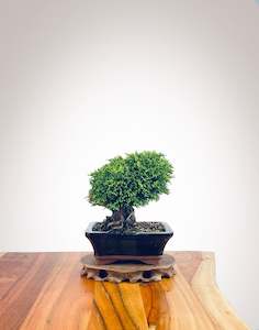 Lawson Cypress (LC2404001)