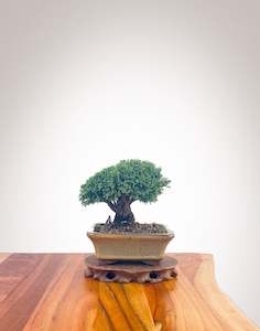 Lawson Cypress (LC2401007)