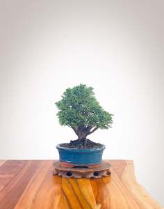 Lawson Cypress (LC2401005)