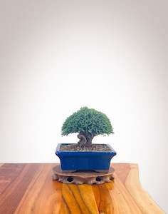 Lawson Cypress (LC2401002)