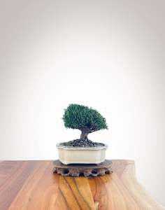 Lawson Cypress (LC2305016)