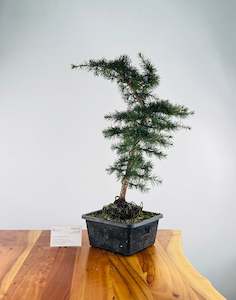 Atlas Cedar (Pre-Developed)