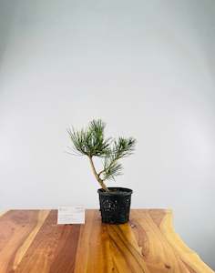 Selling On Behalf: Japanese Black Pine (Pre-Developed)