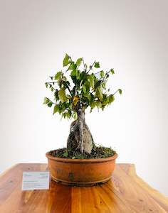 Selling On Behalf: Zelkova Over Rock