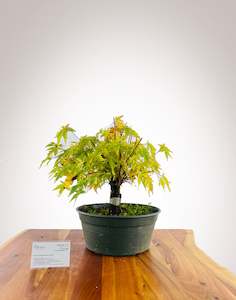 Selling On Behalf: Maple 'Sango Kaku'