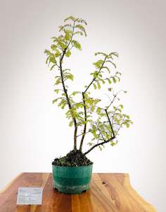 Dawn Redwood - 3 Trunks