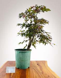 Shin-deshojo Maple 2 - Grafted