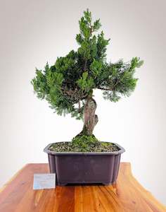 Kaizuka Juniper