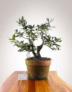 Selling On Behalf: Pōhutukawa - Double Trunk