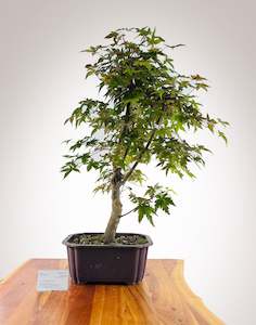 Selling On Behalf: Shin-deshojo Maple - Grafted