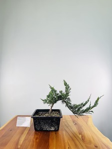 Selling On Behalf: Chinese Blue Juniper