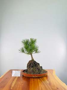 Selling On Behalf: Japanese Black Pine on Rock