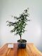 Japanese Maple