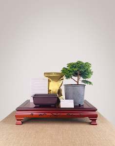 Nz Bonsai Diy Kit: Japanese Cypress DIY KIT (Exclude Tools & Wires)