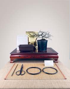 Corokia DIY KIT (NZ Native)