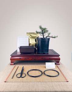 Nz Bonsai Diy Kit: Cotoneaster DIY KIT