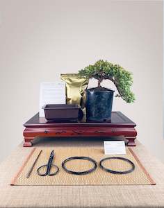 Japanese Juniper DIY KIT