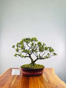 Christmas Gift Specials: Azalea #10