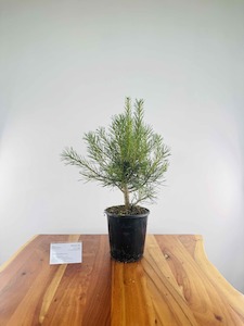 Christmas Gift Specials: Scots Pine