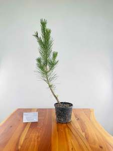 Christmas Gift Specials: Japanese Red Pine
