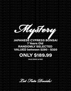 Japanese Juniper: MYSTERY BONSAI - Japanese Cypress 7 Years
