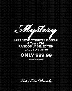 MYSTERY BONSAI - Japanese Cypress 4 Years