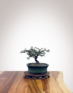 Japanese Juniper: Corokia - NZ Native (2510005)